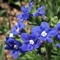 Blau anchusa blumen used in arrangements