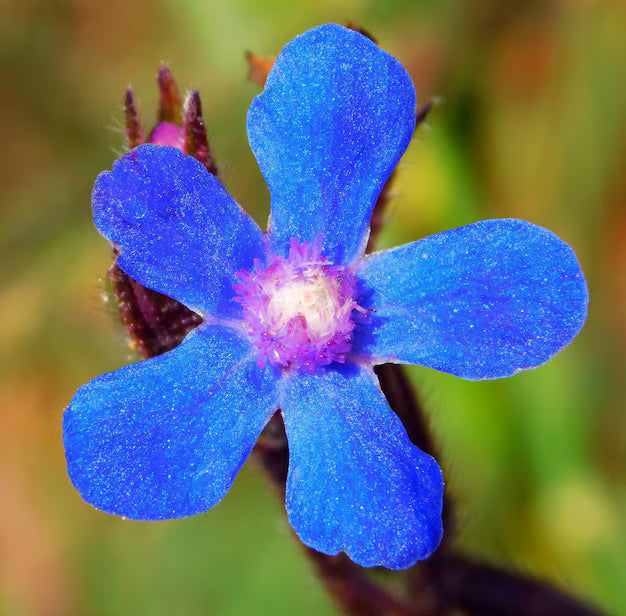 Blau anchusa blume samen for anpflanzung