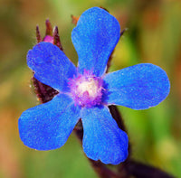 Blau anchusa blume samen for anpflanzung