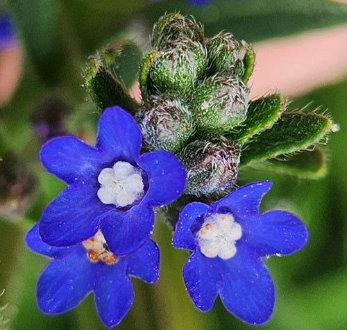 High germination blau anchusa samen