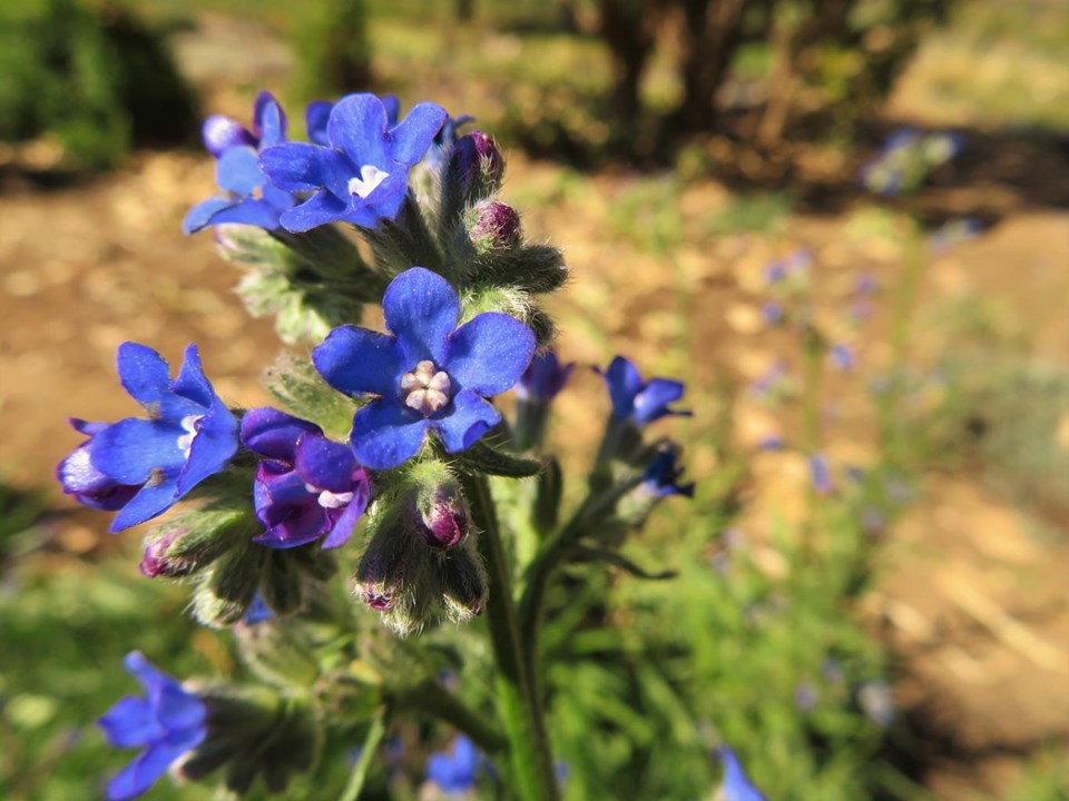 Ornamental blau anchusa flowering pflanze