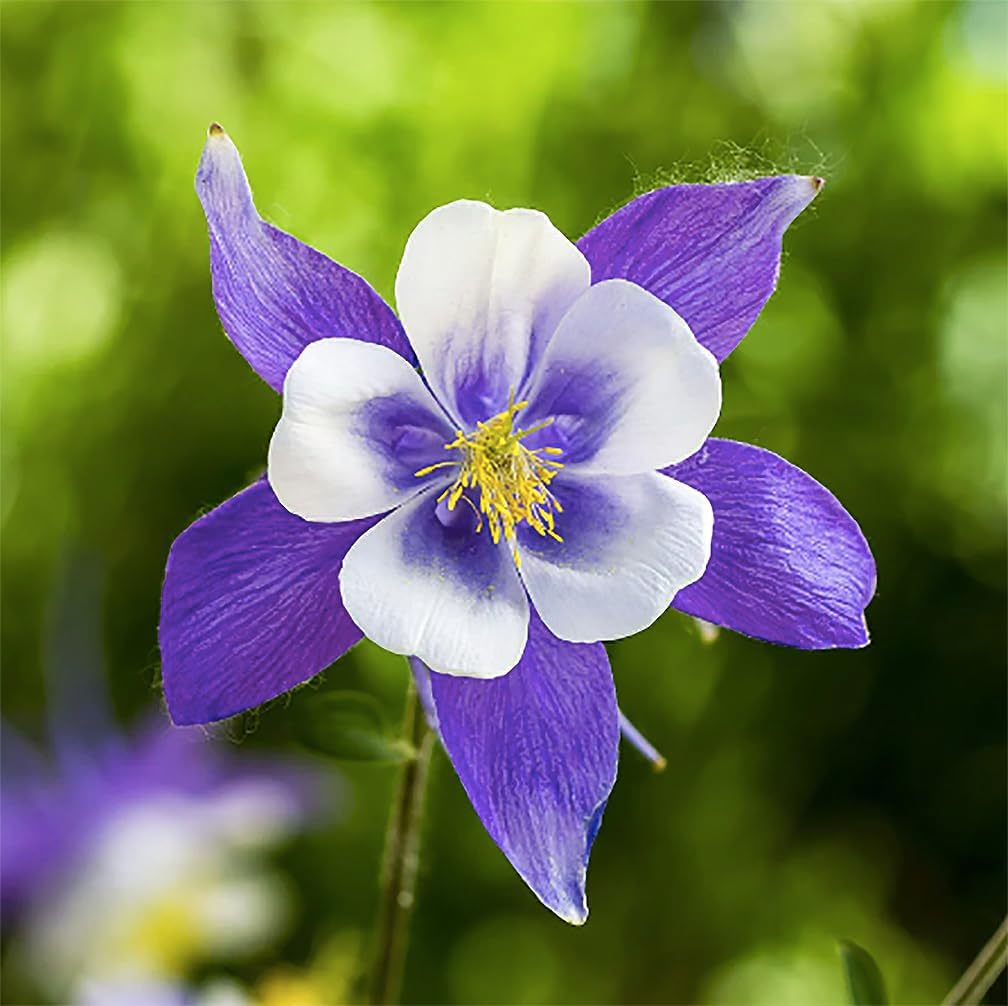 Non gmo blau aquilegia samen