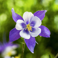 Non gmo blau aquilegia samen