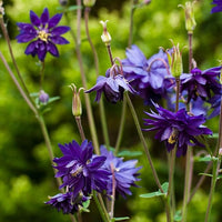 Ornamental blau aquilegia flowering pflanze