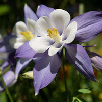 Blau aquilegia blume samen for anpflanzung
