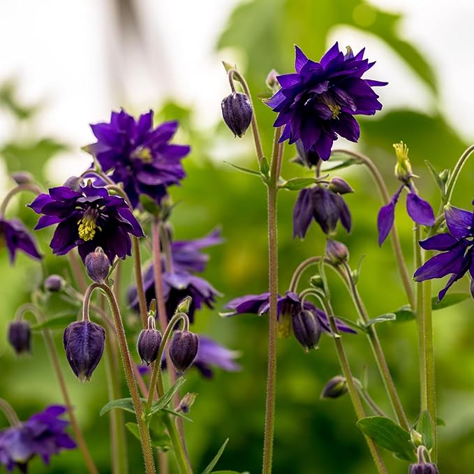 Blau aquilegia in woodland garten