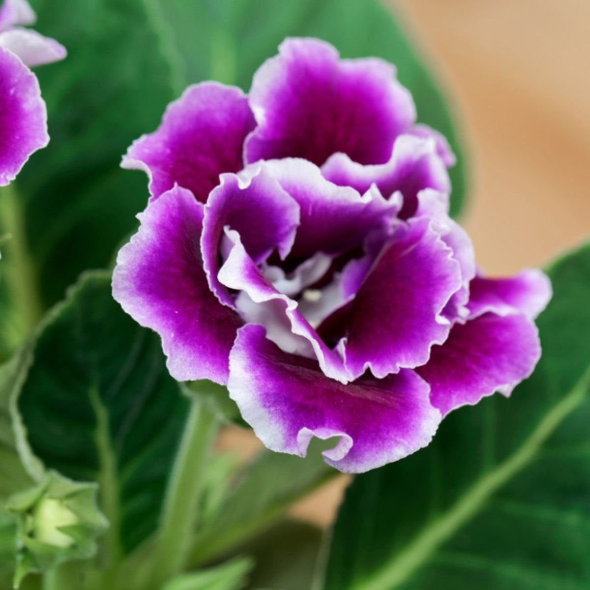 Asarina gloxinia trailing from a hanging basket
