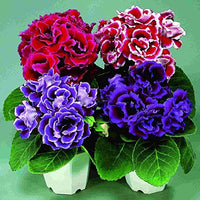 Ornamental climbing asarina gloxinia pflanze