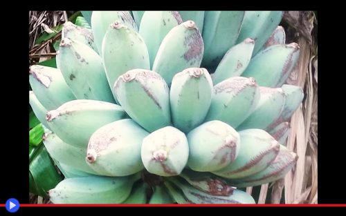 Blaue Bananensamen für einfaches Anpflanzen