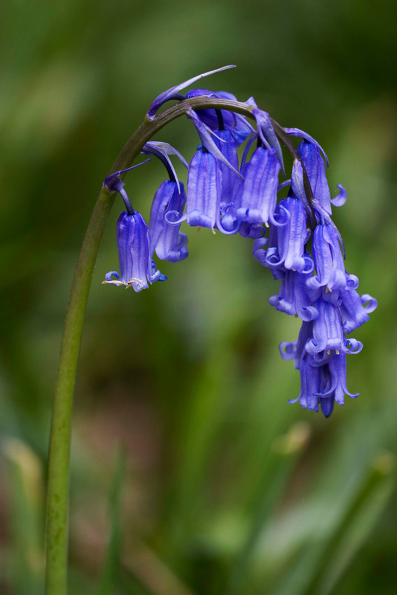 Blau bell blume samen for anpflanzung