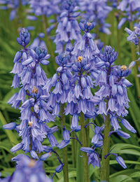 Blau bell blume indoor potted pflanze