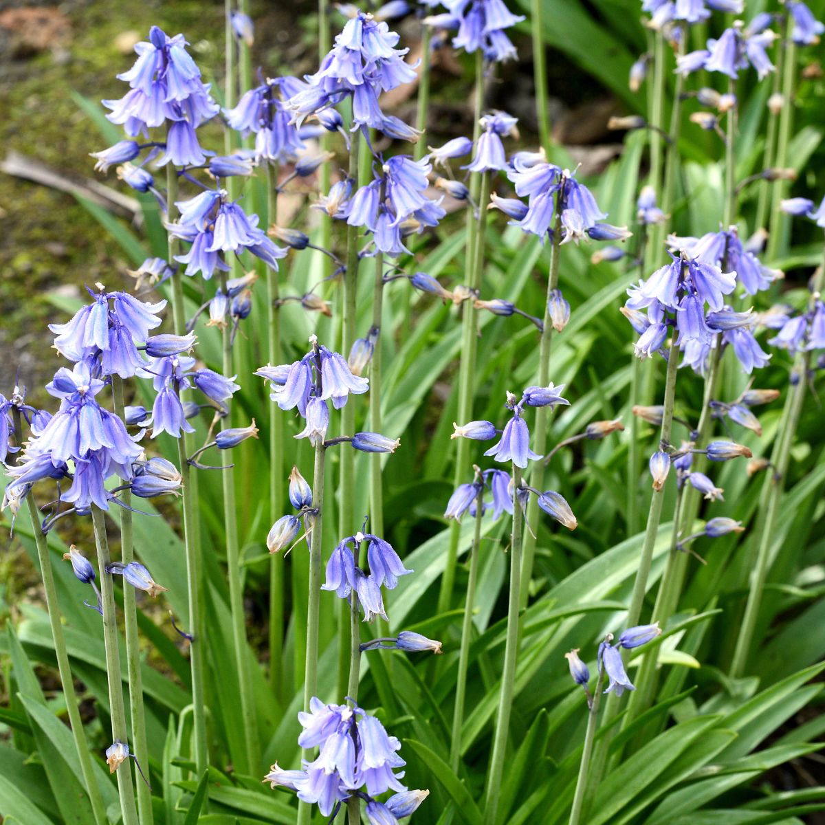 Non gmo blau bell blume samen