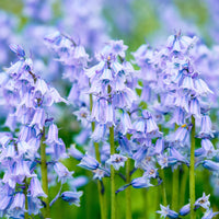 Ornamental blau bell pflanze for gardens