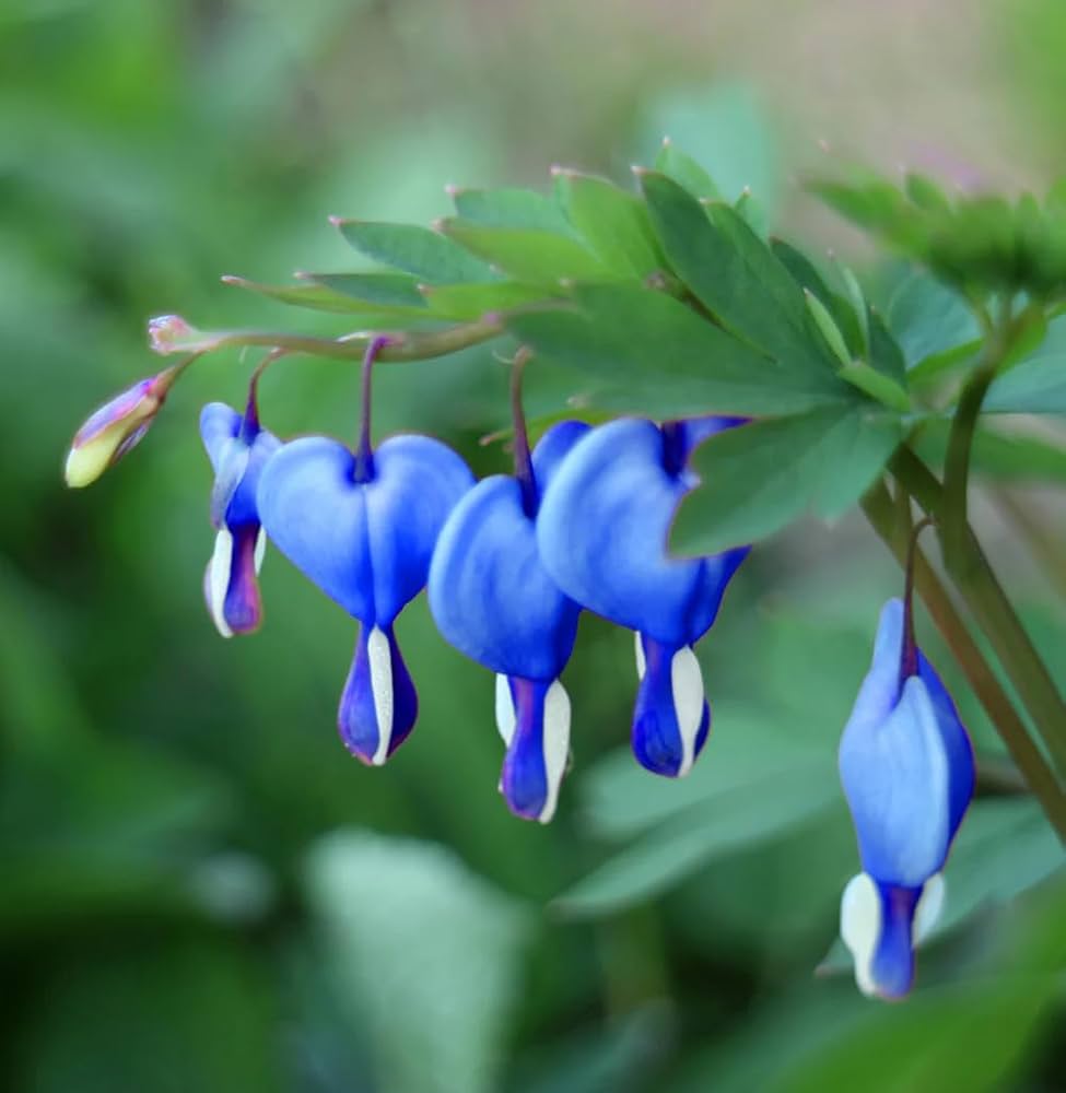 Non-gmo blau bleeding heart samen