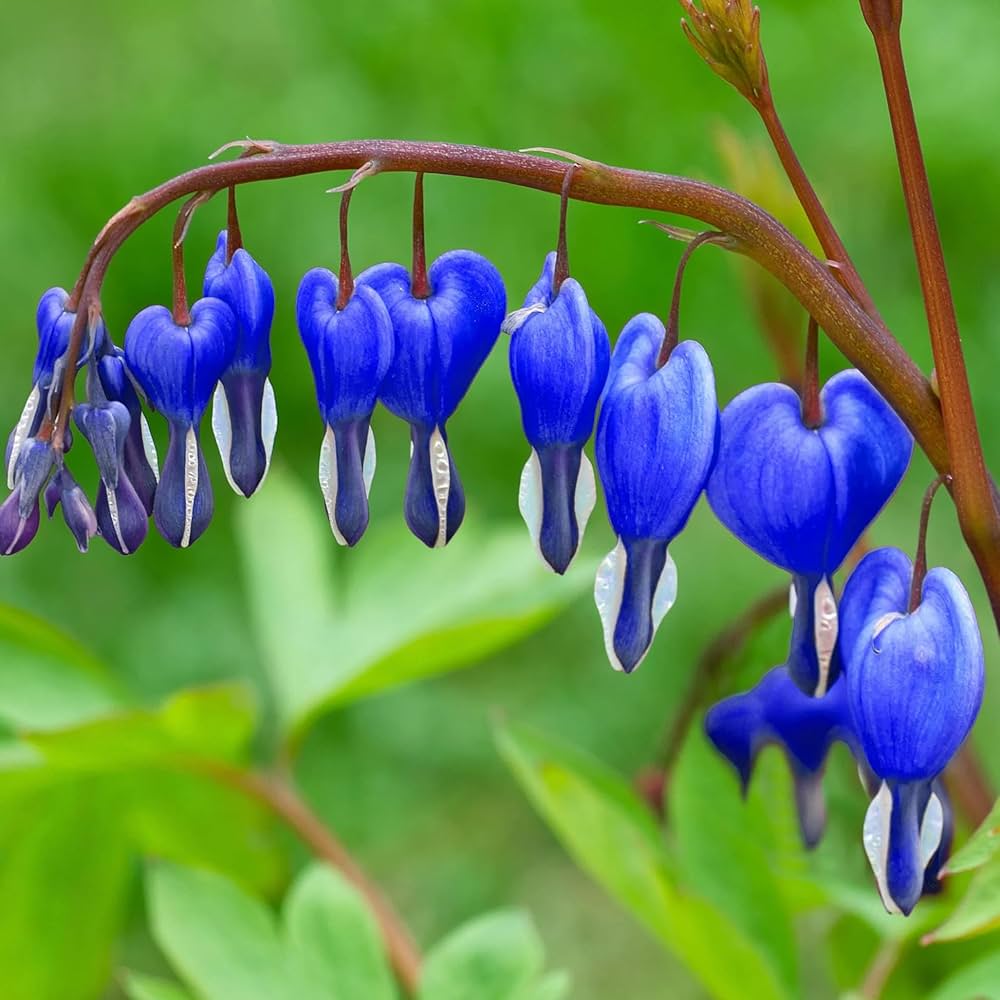 Ornamental blau bleeding heart pflanze