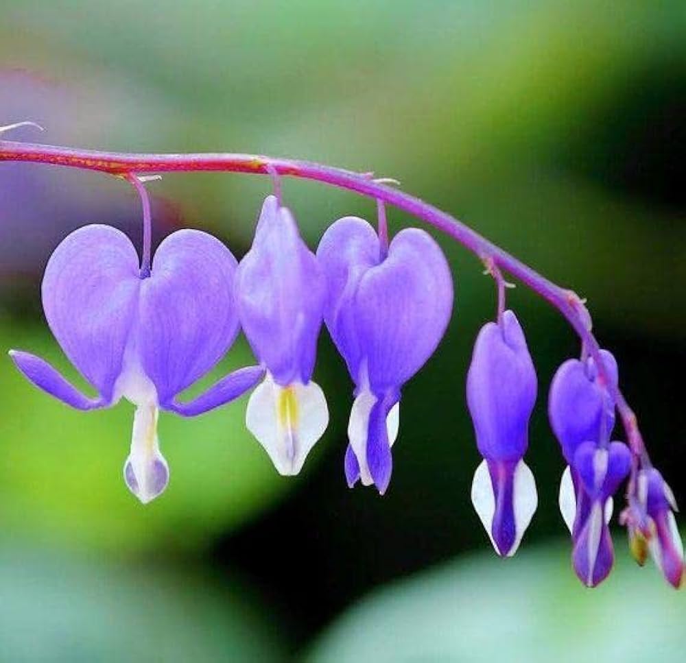 Blau bleeding heart blume samen for anpflanzung