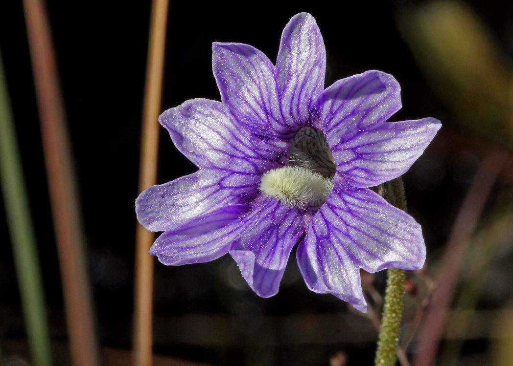 High germination blau butterwort samen