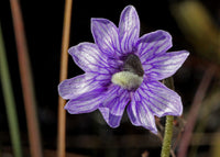 High germination blau butterwort samen