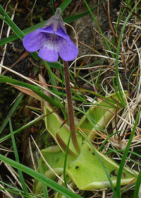 Non-gmo blau butterwort samen
