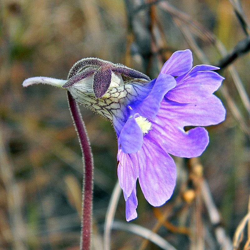 Blau butterwort blume samen for anpflanzung