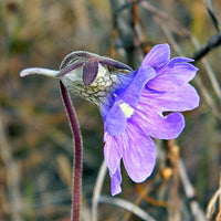 Blau butterwort blume samen for anpflanzung