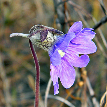Blau butterwort blume samen for anpflanzung