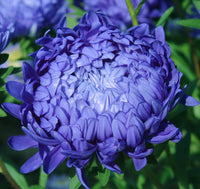 Blau callistephus used as cut blumen