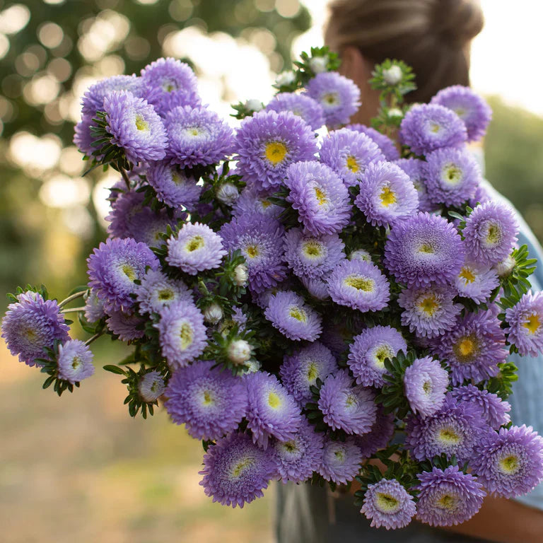 Non gmo blau callistephus samen