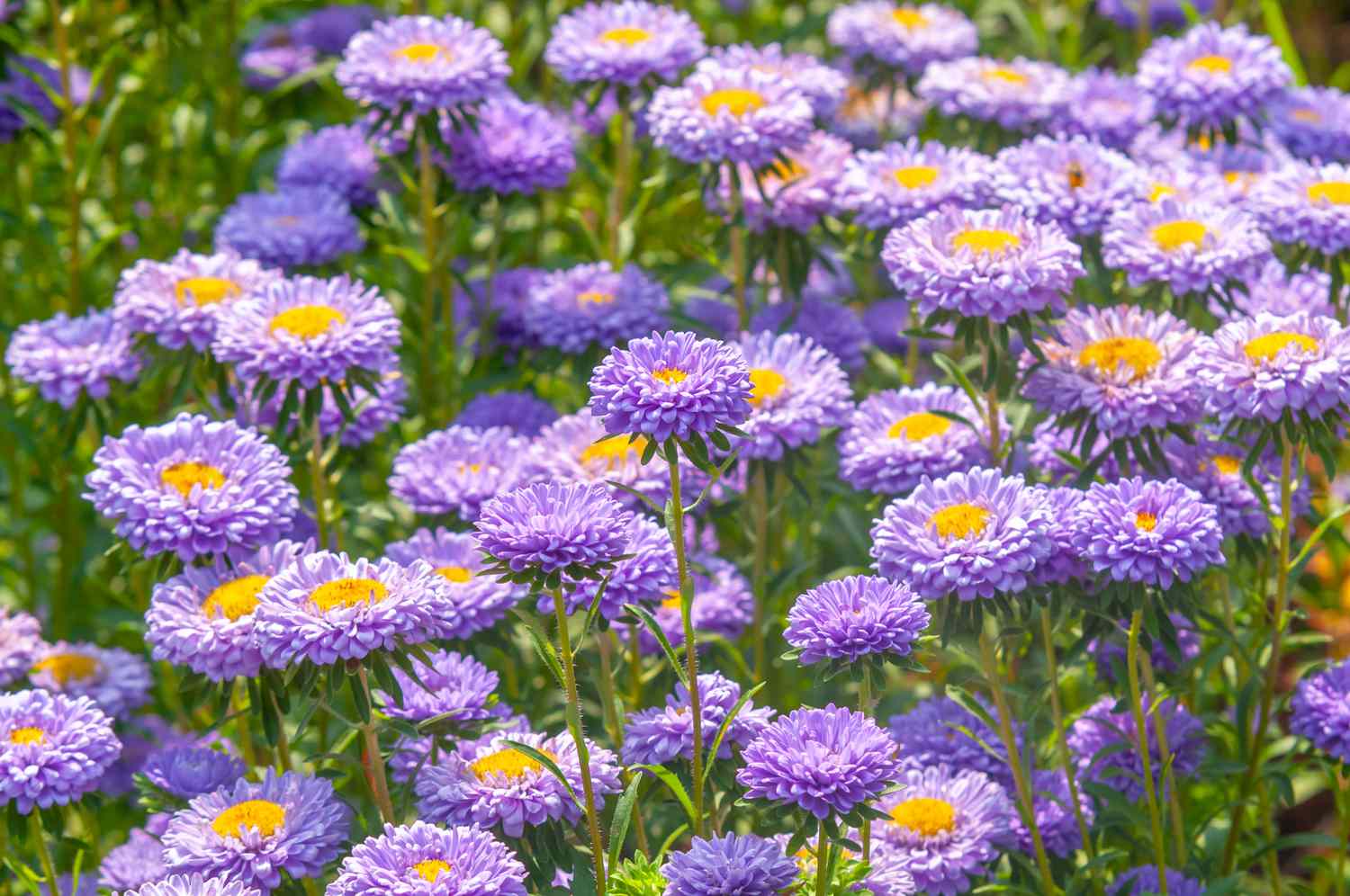 Ornamental blau callistephus flowering pflanze