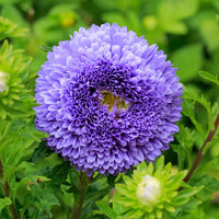 Blau callistephus blume samen for anpflanzung