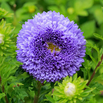 Blau callistephus blume samen for anpflanzung