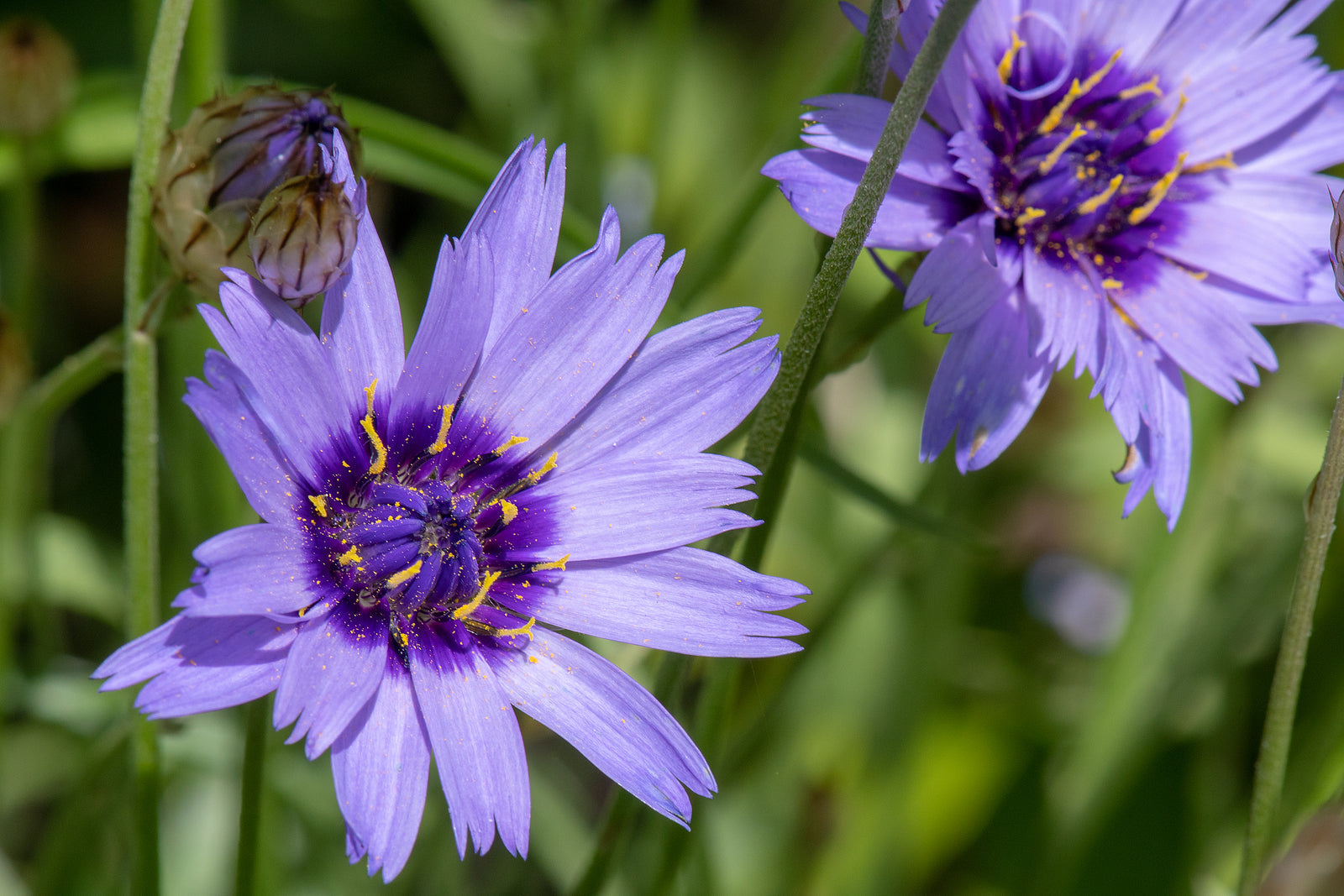 Non gmo blau catananche samen