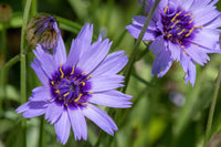 Non gmo blau catananche samen