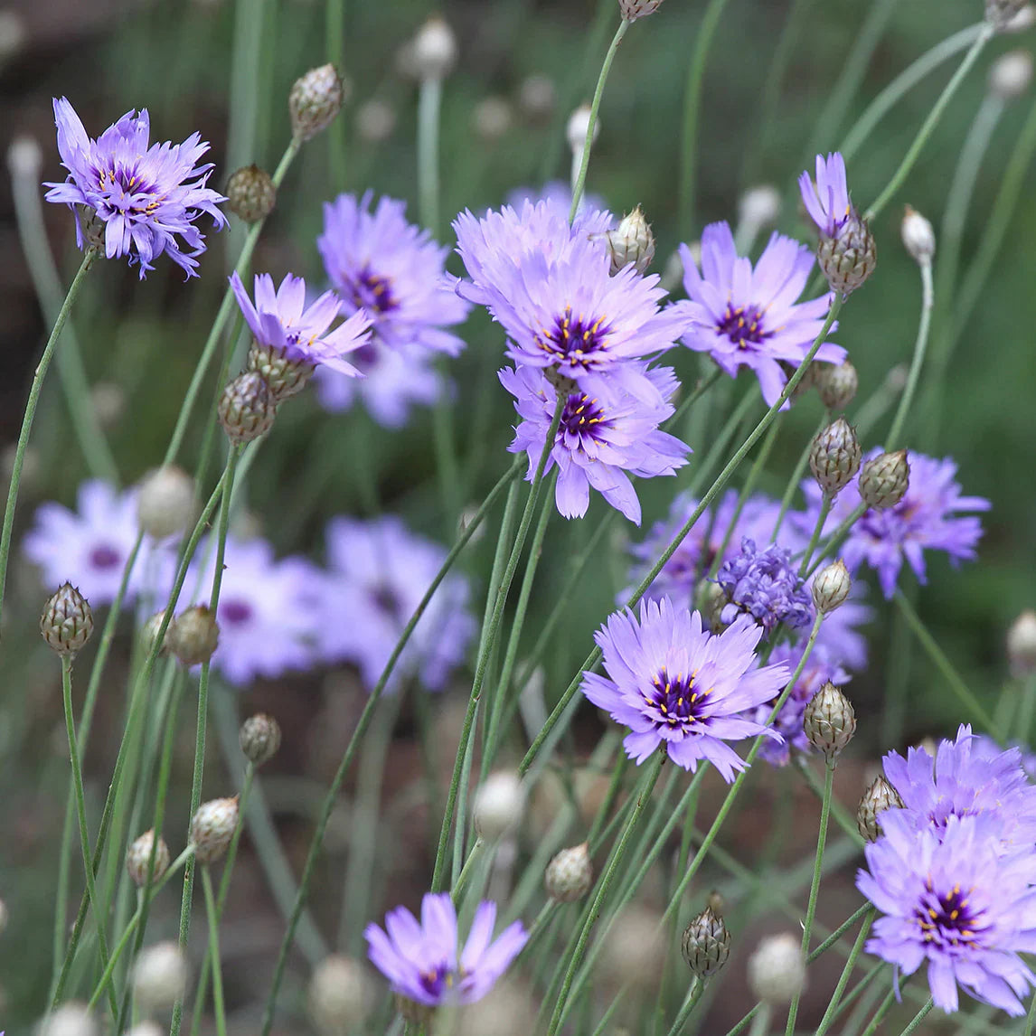 Non gmo blau catananche samen