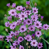 Ornamental blau catananche flowering pflanze