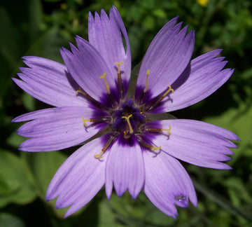Blau catananche blume samen for anpflanzung
