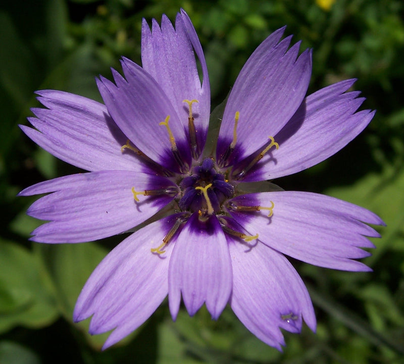 Blau catananche blume samen for anpflanzung