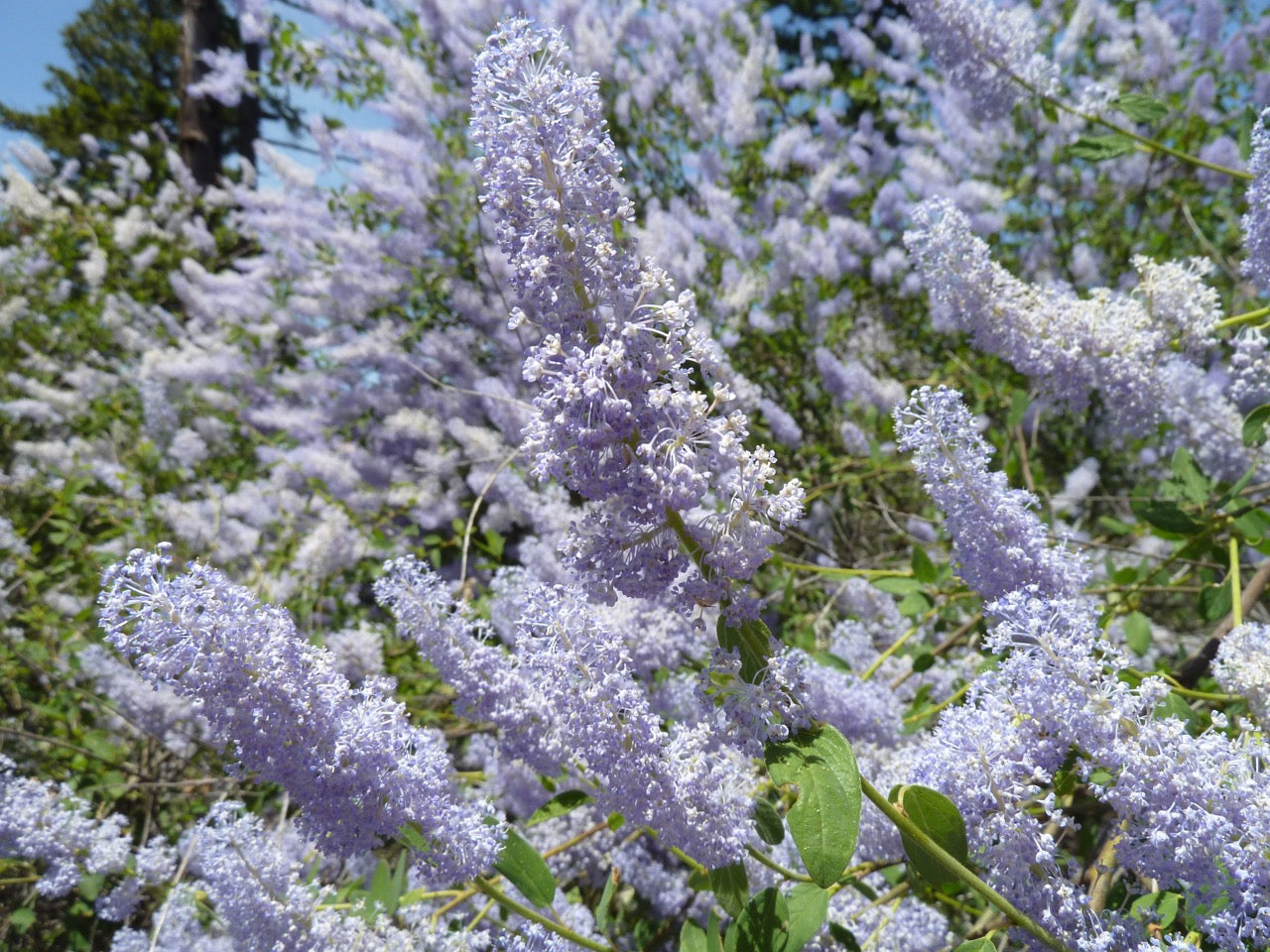Ornamental blau ceanothus tree for gardens