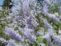 Ornamental blau ceanothus tree for gardens
