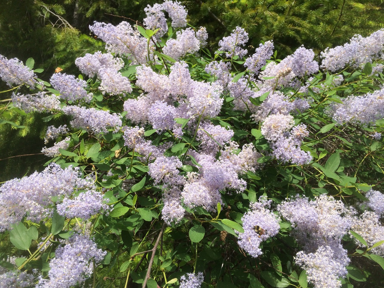 Blau ceanothus in wildlife garten