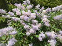 Blau ceanothus in wildlife garten