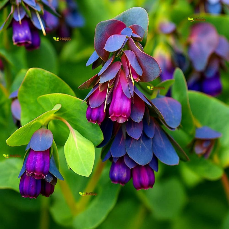 Blau cerinthe blume samen for anpflanzung