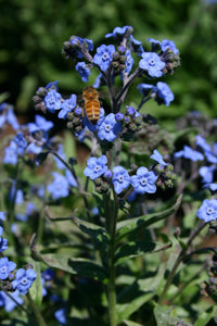 High germination blau cynoglossum amabile samen