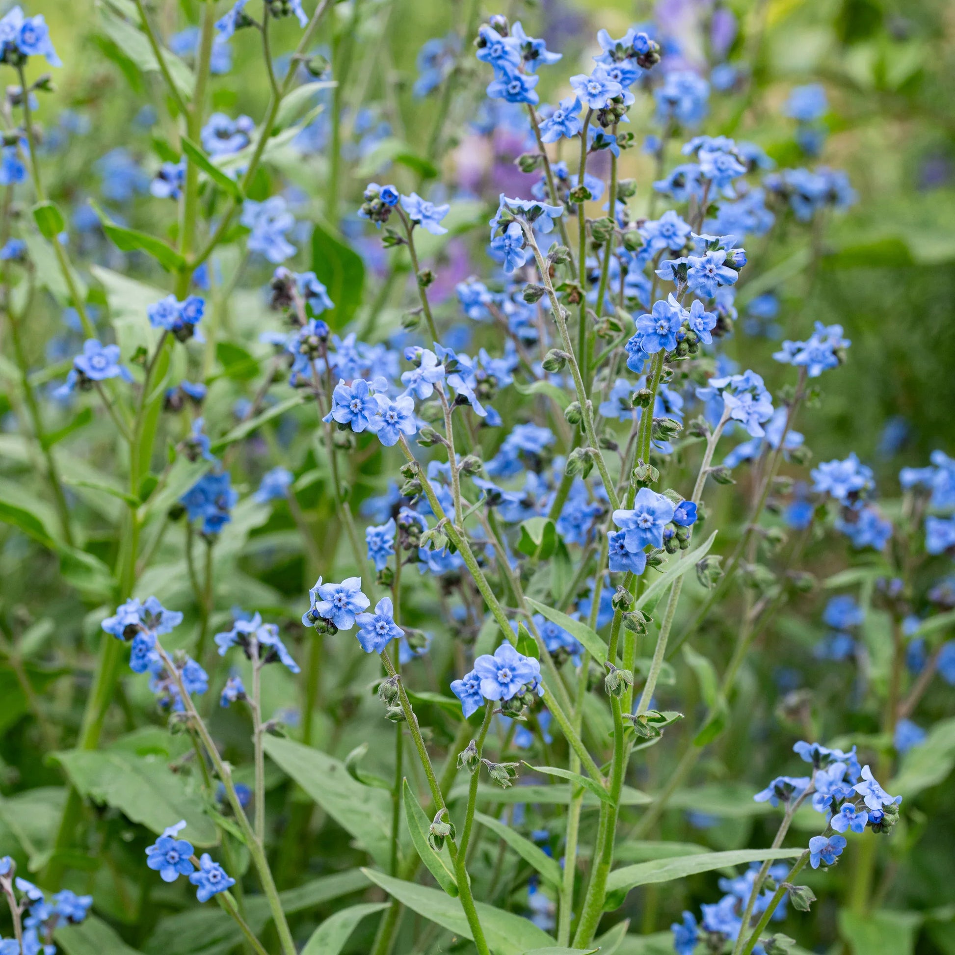 Non gmo blau cynoglossum amabile samen