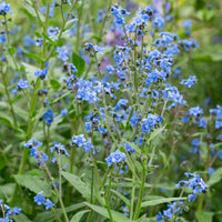 Non gmo blau cynoglossum amabile samen