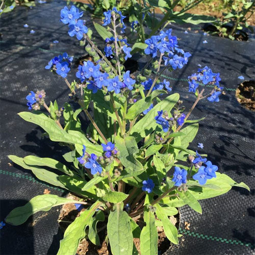 Ornamental blau cynoglossum amabile flowering pflanze