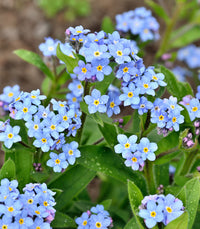 Blau cynoglossum amabile in pollinator garten