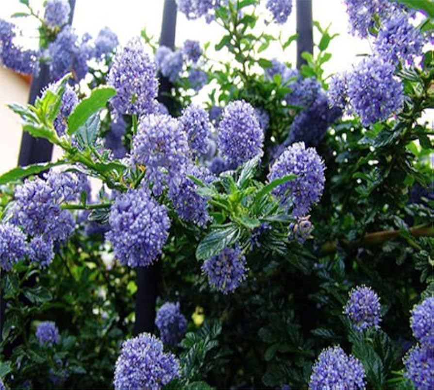 Non gmo blau deerbrush ceanothus samen