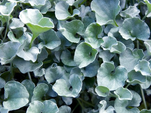 Blau dichondra used as ground cover