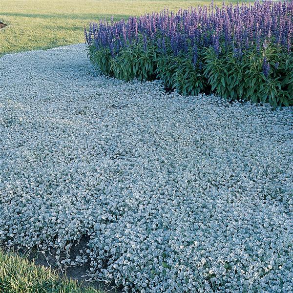 Non gmo blau pflanze dichondra samen